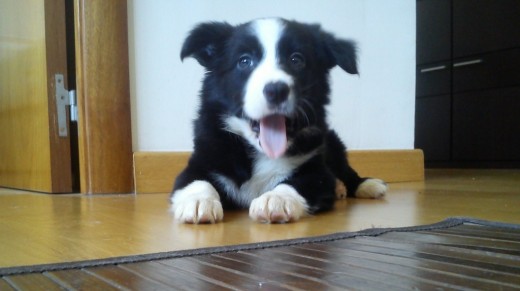 10 semanas 10 semanas